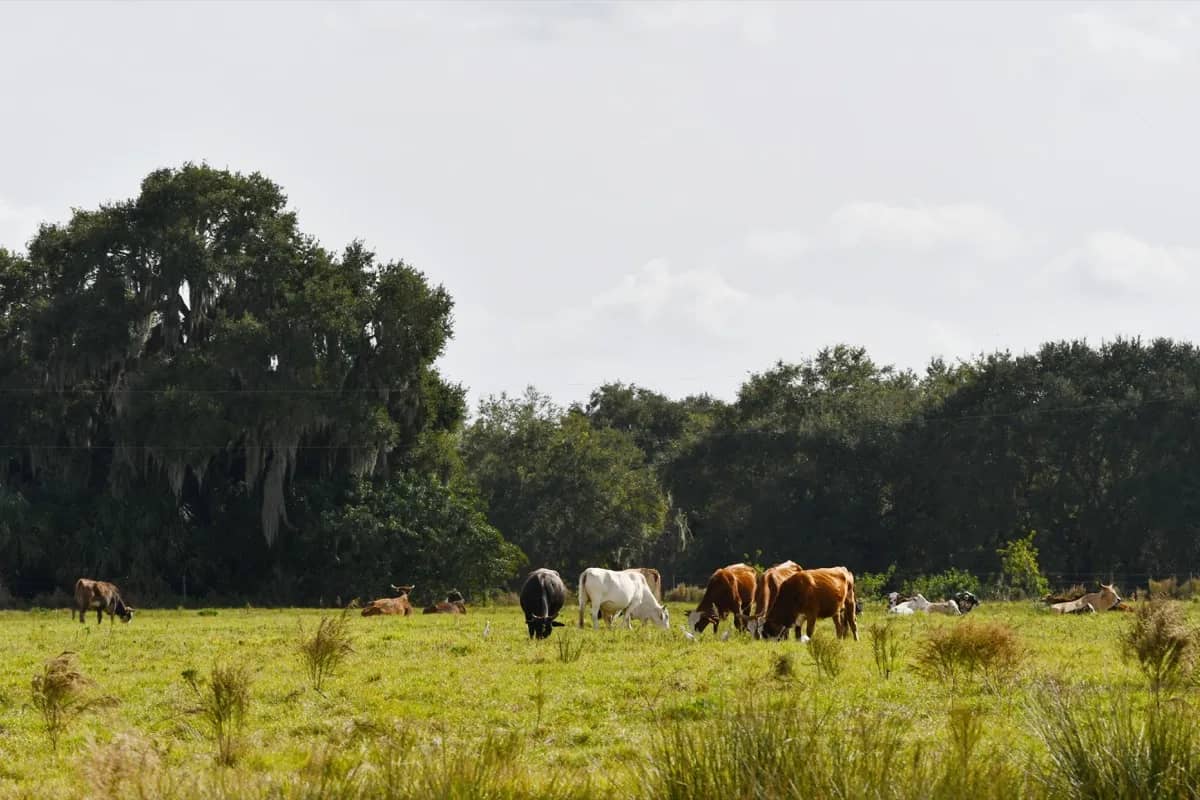 Best Hay for Goats: A Feeding Guide
