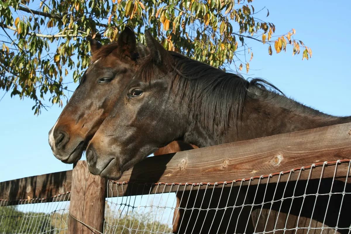 Feeding Guide for Horses with Metabolic Issues