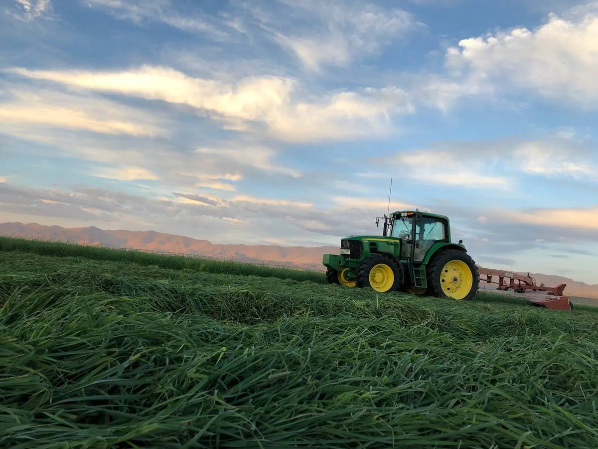 Timothy Hay for Horses in Central Florida: A Direct-Source Buyer's Guide