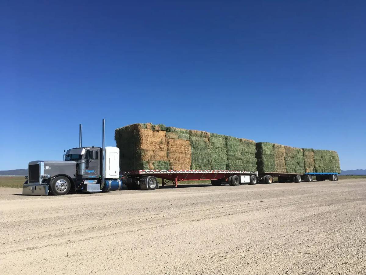 Coastal Hay for Horses in Florida