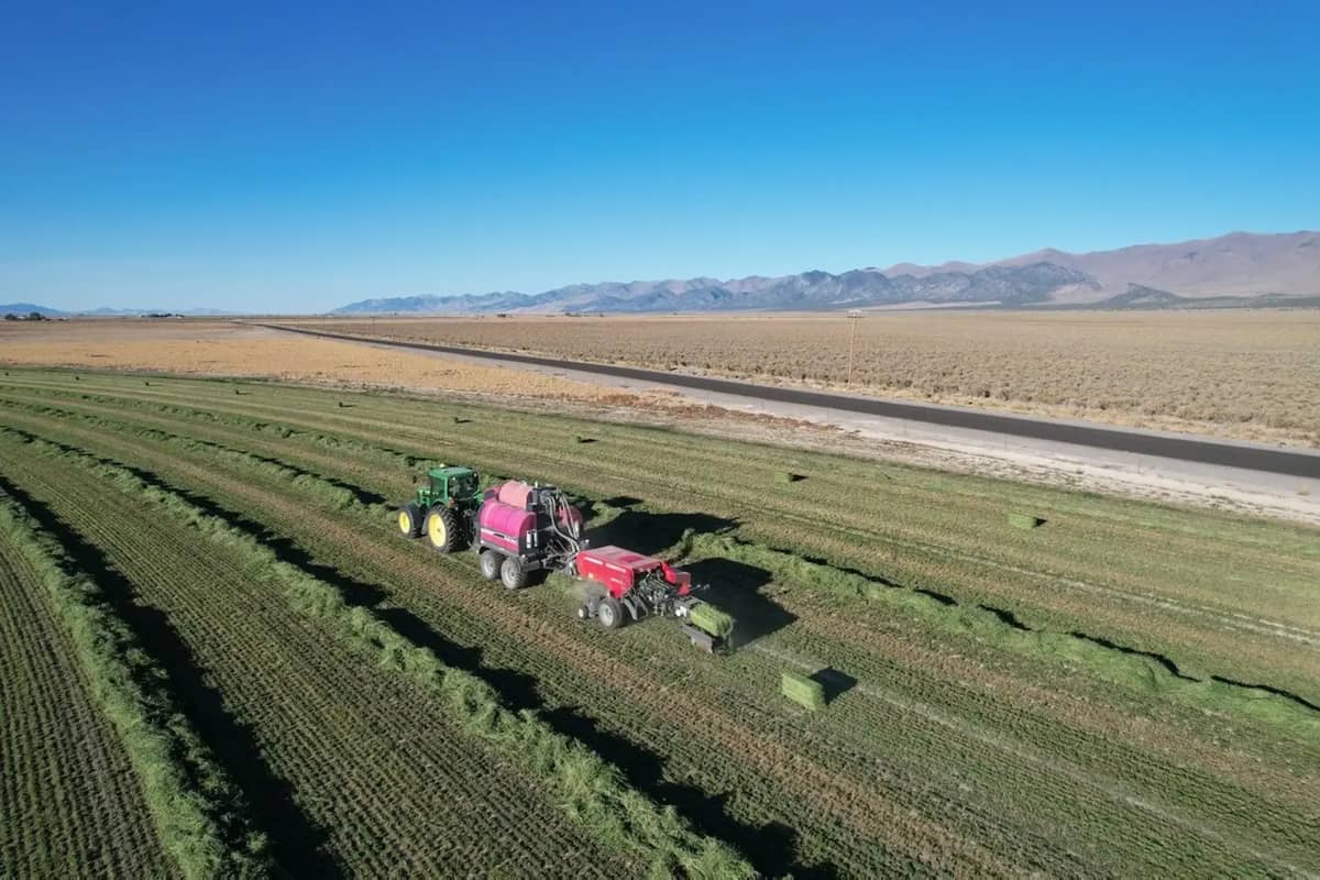 Teff Hay for Horses: A Low-Sugar Guide