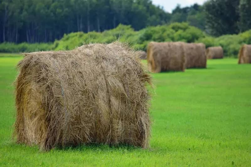 What Does Bad Hay Look Like? How to Spot Moldy, Stemmy, and Spoiled Horse Hay