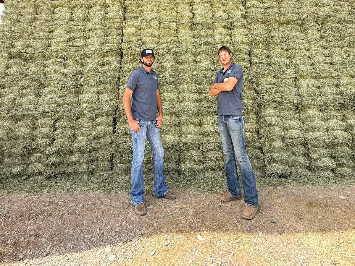 How Much Hay Does Your Horse Need? A Complete Feeding Calculator Guide