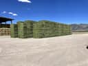 Premium Alfalfa thumbnail 2
