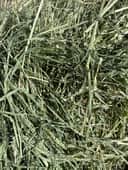 Teff Grass thumbnail 2
