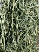 Teff Grass thumbnail 3
