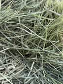 Timothy 1st Cut thumbnail 1