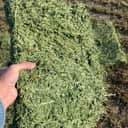 Premium Alfalfa thumbnail 1