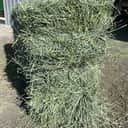 Orchard Alfalfa Mix thumbnail 1