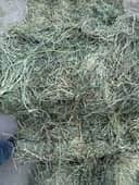Orchard Alfalfa Mix thumbnail 2