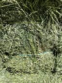 Premium Alfalfa thumbnail 3
