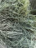 Timothy 1st Cut thumbnail 2
