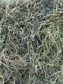 Orchard Alfalfa Mix thumbnail 3
