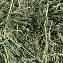 Teff Grass thumbnail 1