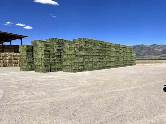 Premium Alfalfa