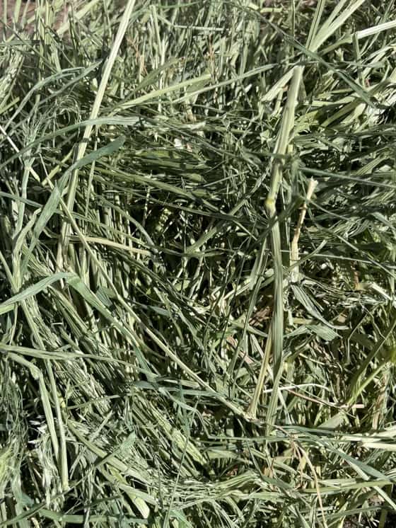 Teff Grass