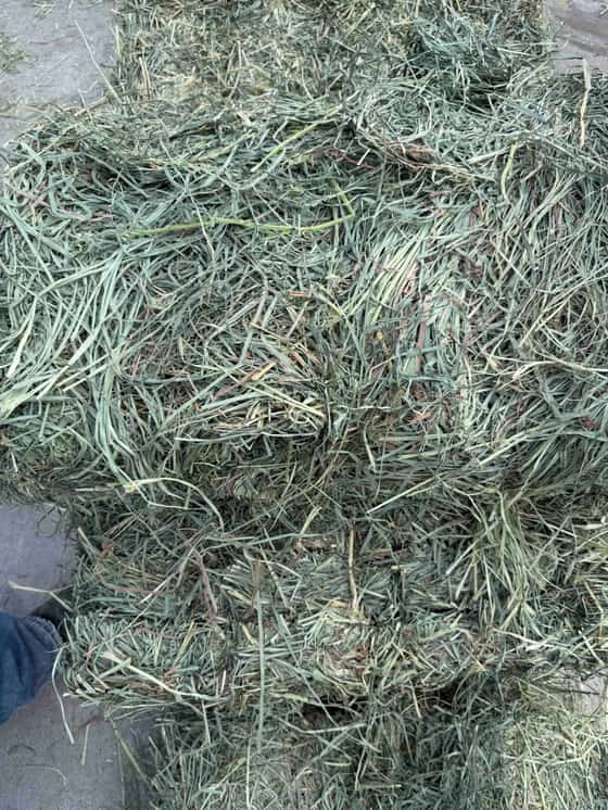 Orchard Alfalfa Mix