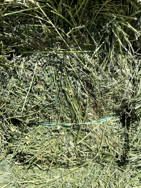 Premium Alfalfa