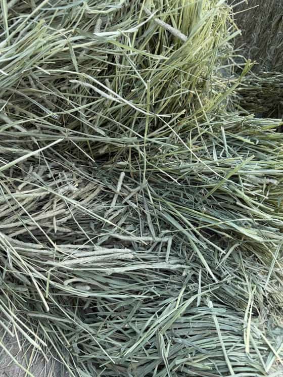 Timothy 1st Cut