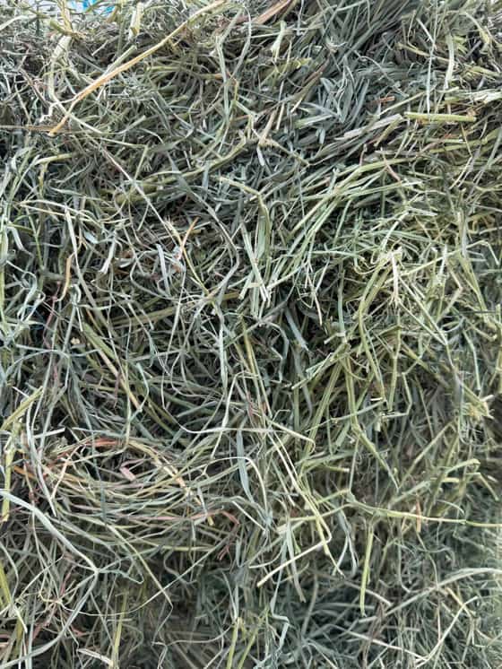 Orchard Alfalfa Mix