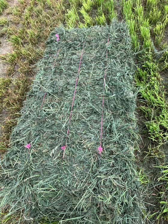 Orchard Grass