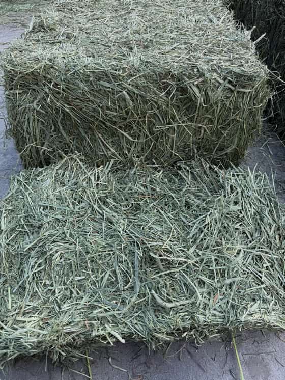 Ultra Premium 2nd Cut Timothy