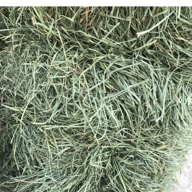 Orchard Grass