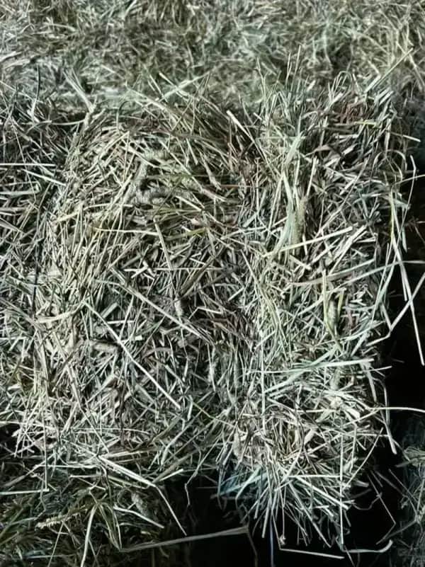 Timothy 2nd Cut