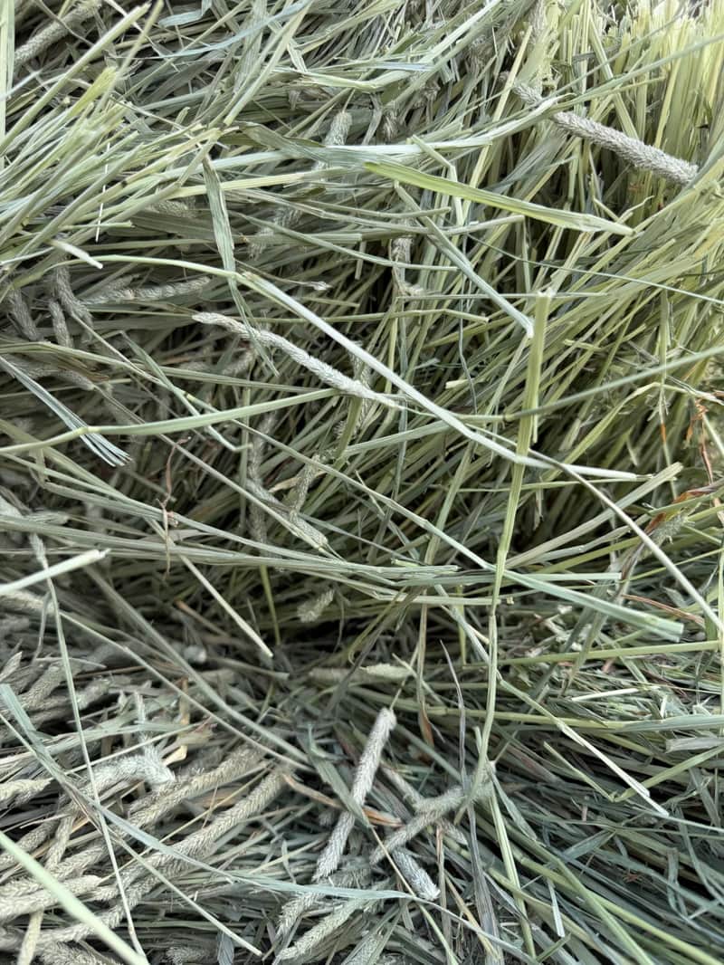 Timothy 1st Cut