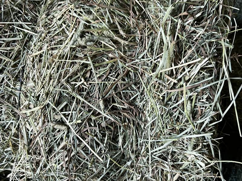 Timothy/Orchard/Alfalfa Mix