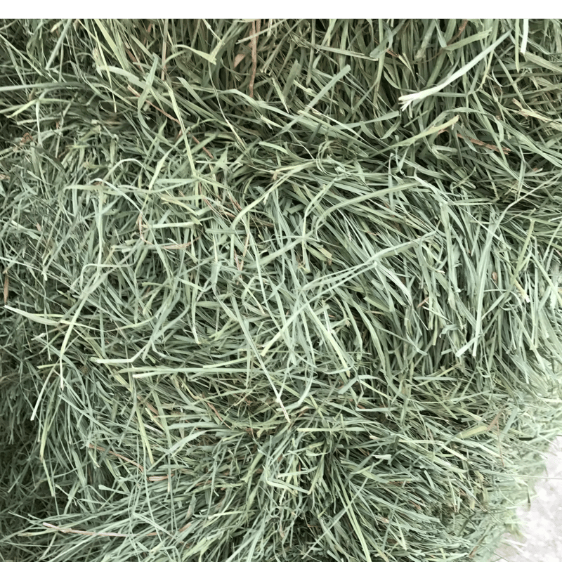 Orchard Grass