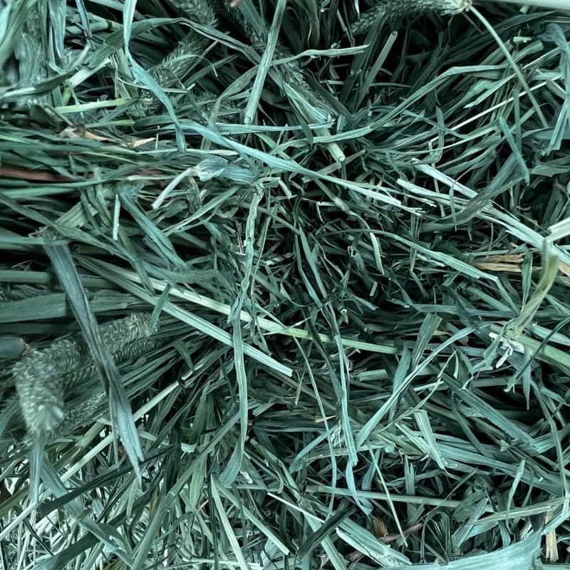 Ultra Premium 2nd Cut Timothy