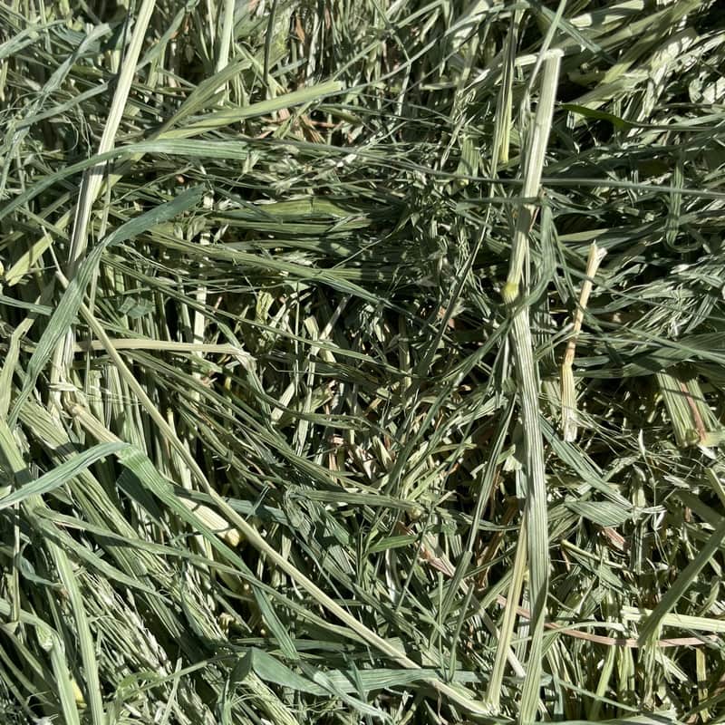 Teff Grass
