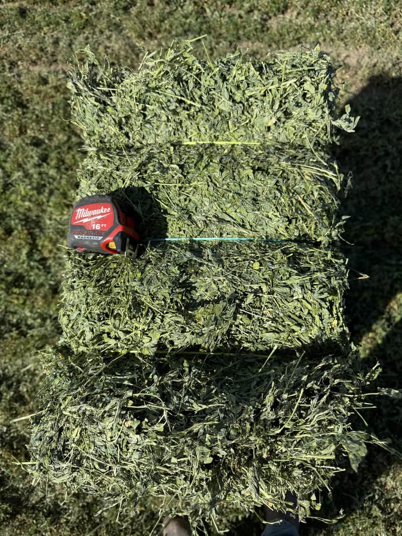 Ultra Premium Alfalfa