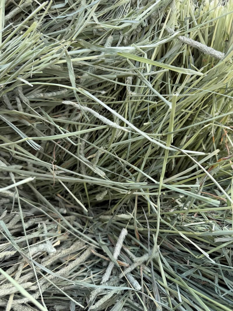 Timothy 1st Cut