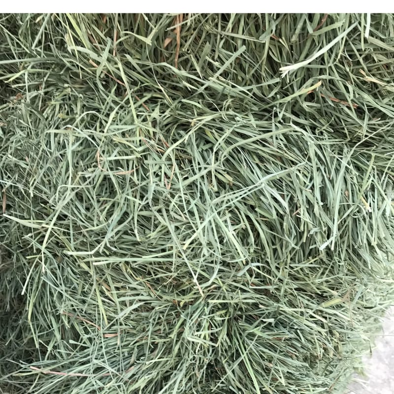 Orchard Grass
