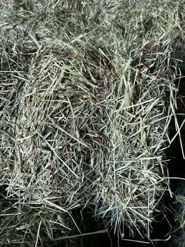 Timothy 2nd Cut