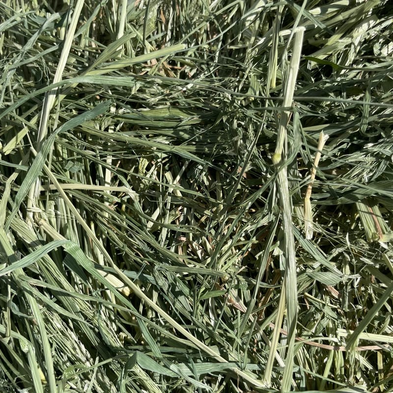 Teff Grass