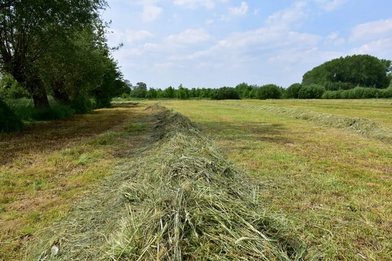 Orchard Grass Hay for Sale in Florida