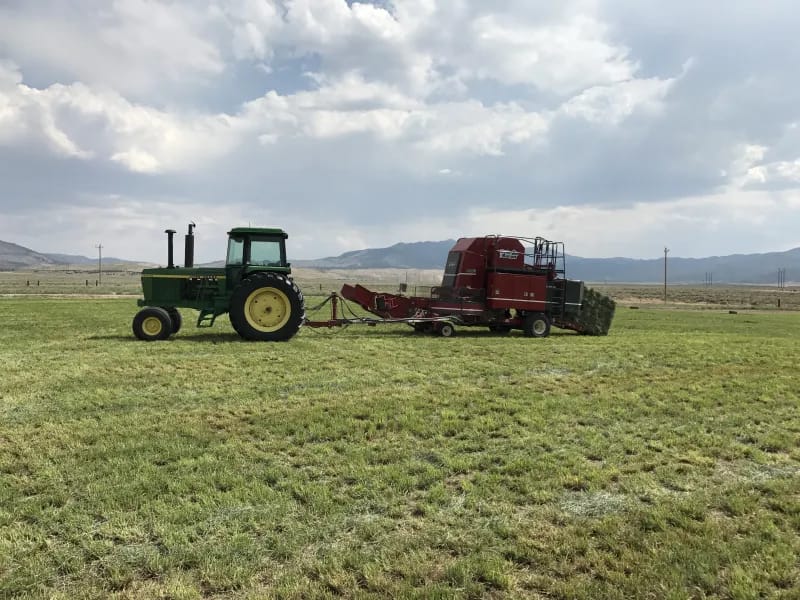 Is Peanut Hay Good for Horses?