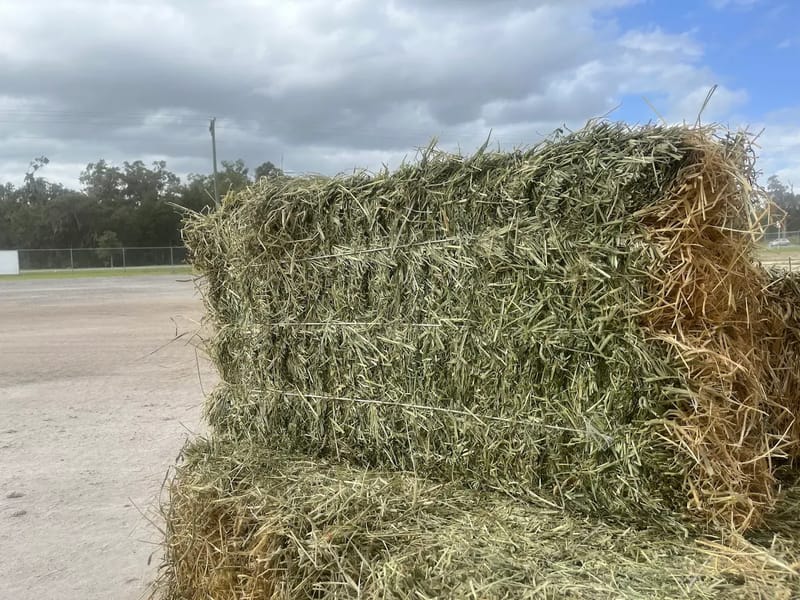 What Drives the Price of Hay Bales (and Why the Cheapest Bale Rarely Wins)