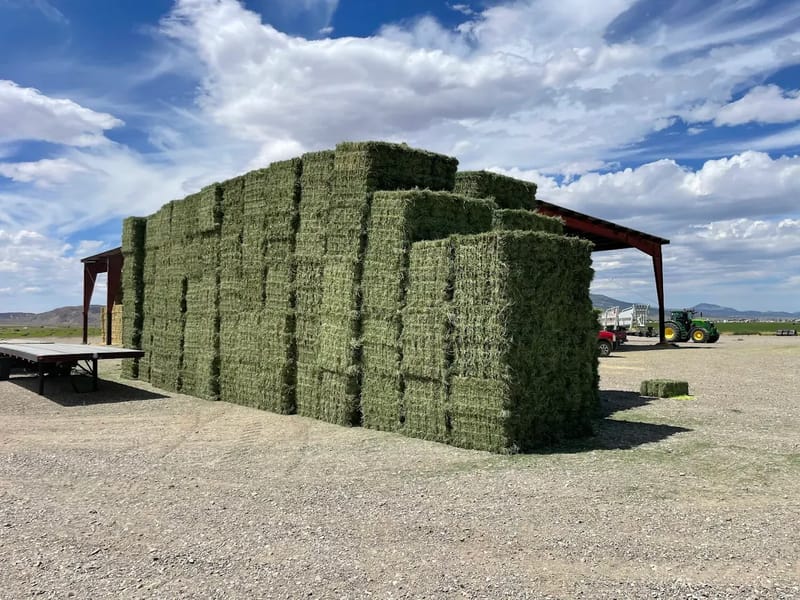 Alfalfa Hay for Horses: A Feeding Guide