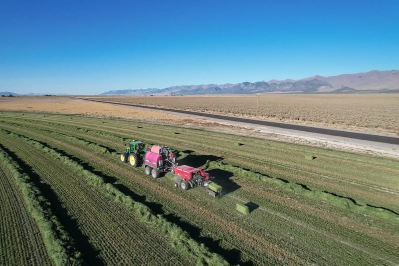 Teff Hay for Horses: A Low-Sugar Guide