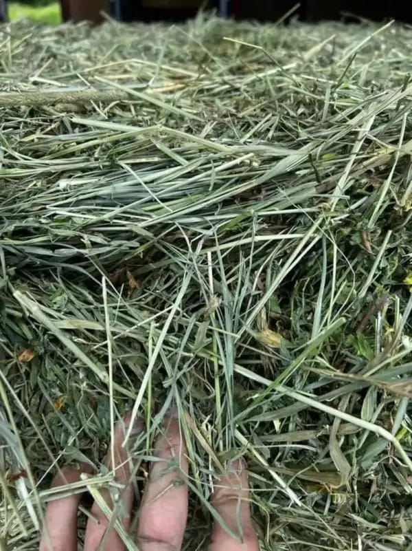 Orchard Alfalfa Mix