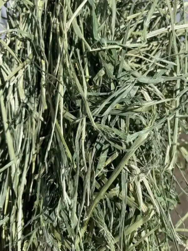 Orchard Grass