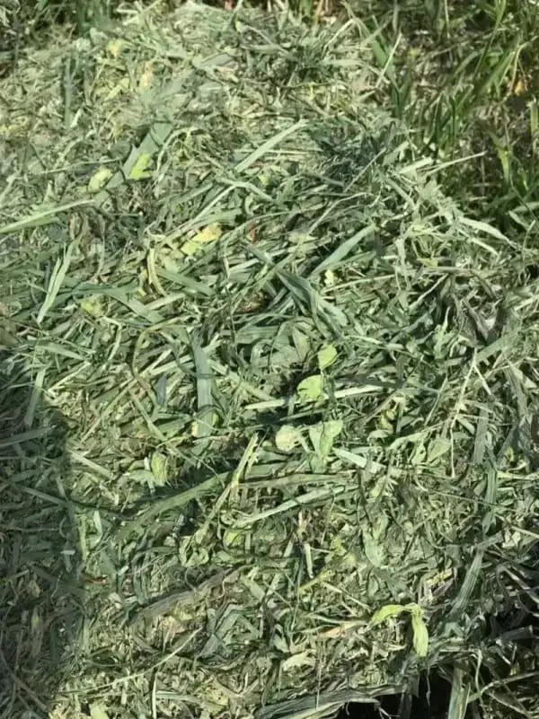 Teff Grass