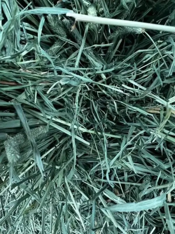 Timothy 1st Cut