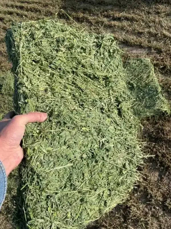 Is 3-Way Hay Good for Horses?