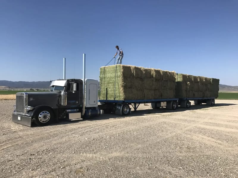 Buying Horse Hay in Ocala, FL: Suppliers, Delivery, and What to Expect