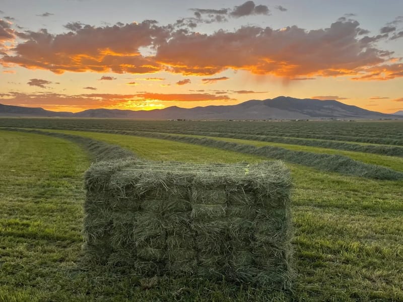 Soaking Hay for Horses: When, Why and How